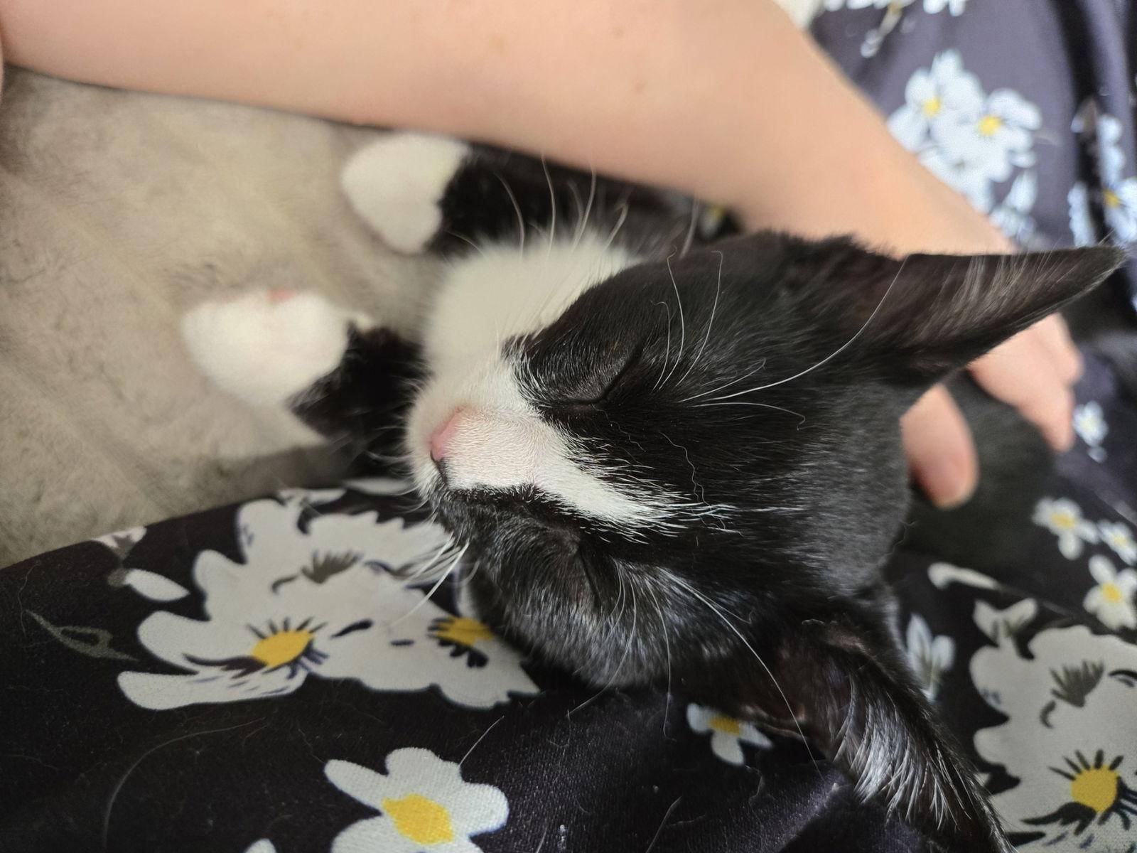 Pepe, Adoptable, Young Female Domestic Short Hair.