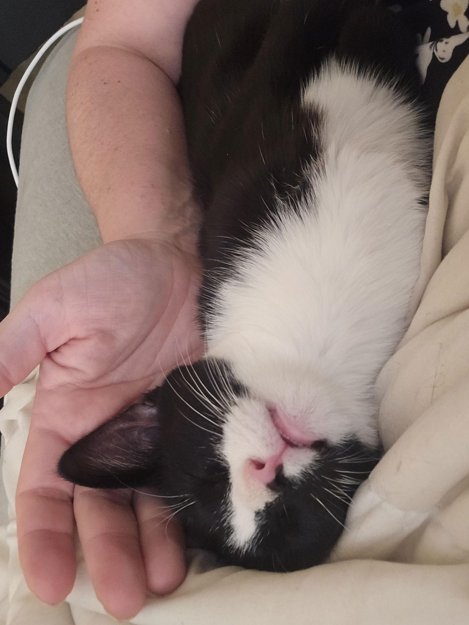 Pepe, a Adoptable Domestic Short Hair in Aurora, CO image 2/3