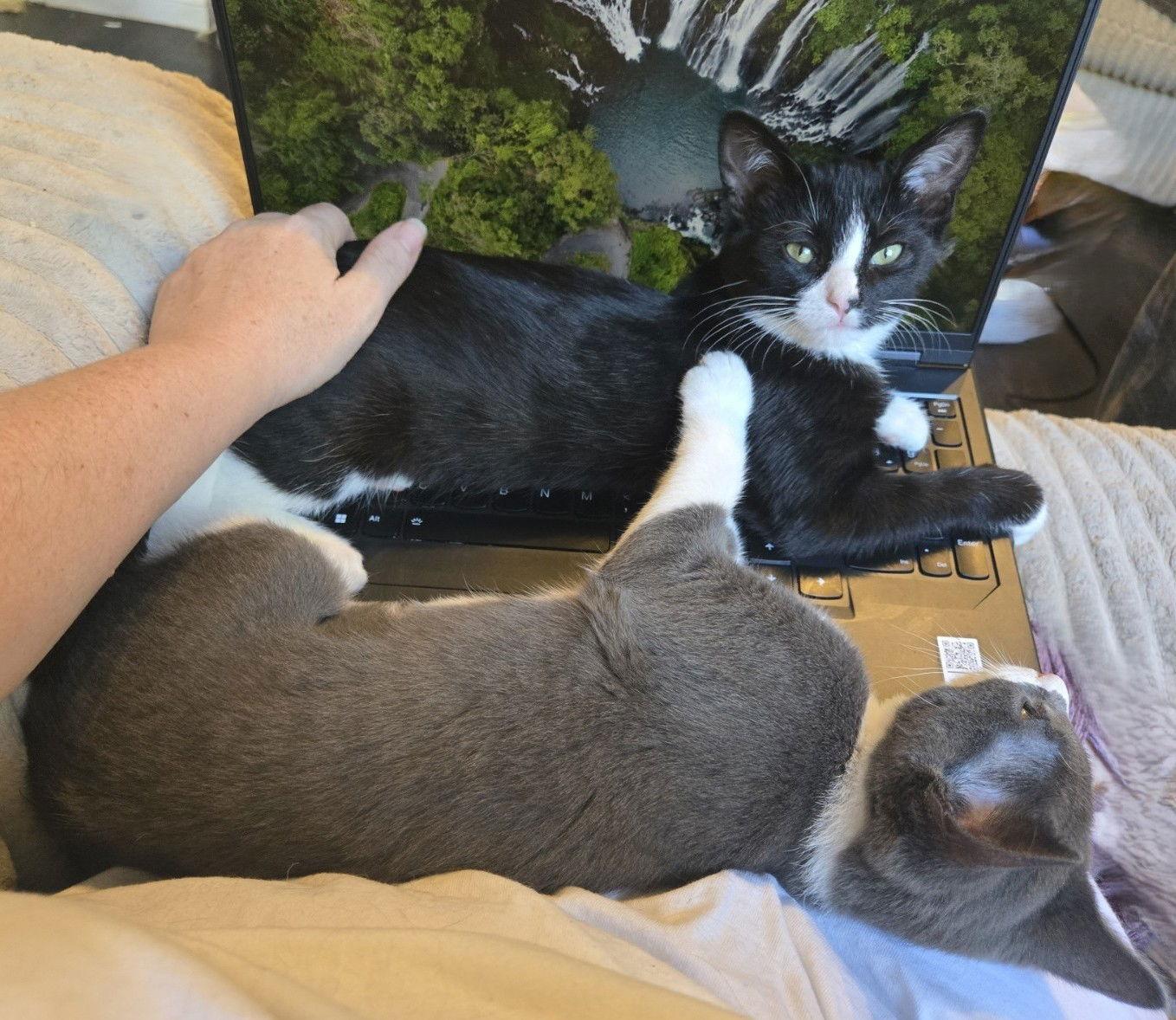 Pepe, a Adoptable Domestic Short Hair in Aurora, CO image 3/3