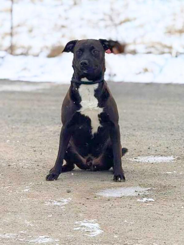 Rufus, a Adoptable Pit Bull Terrier in Lagrange, IN image 1/2