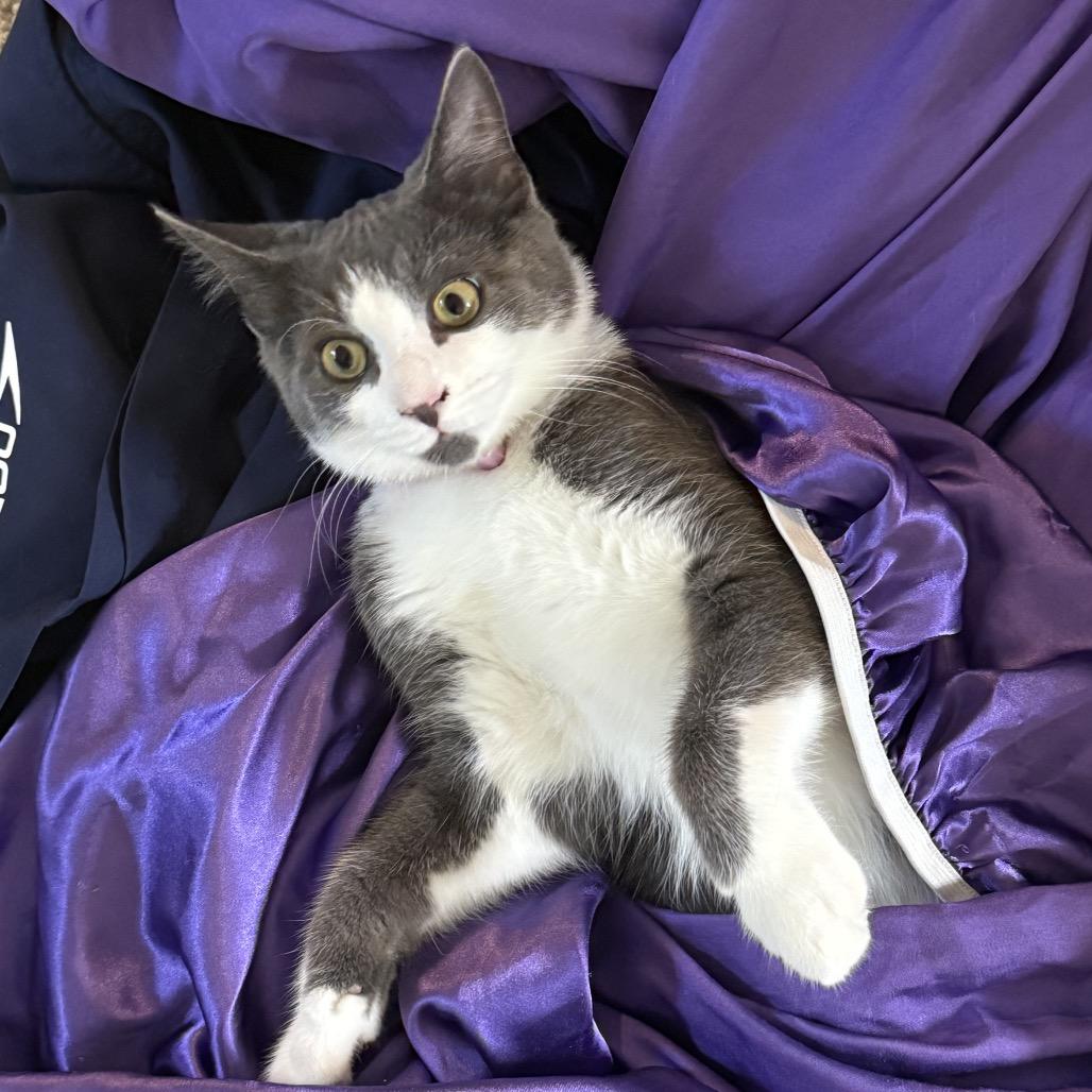 Yoshi, Adoptable, Kitten Male Domestic Short Hair.
