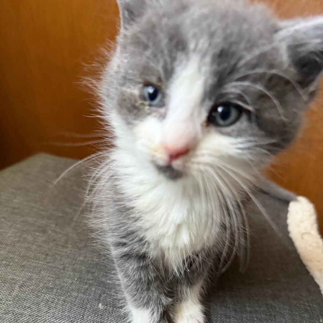 Yoshi, Adoptable, Kitten Male Domestic Short Hair.