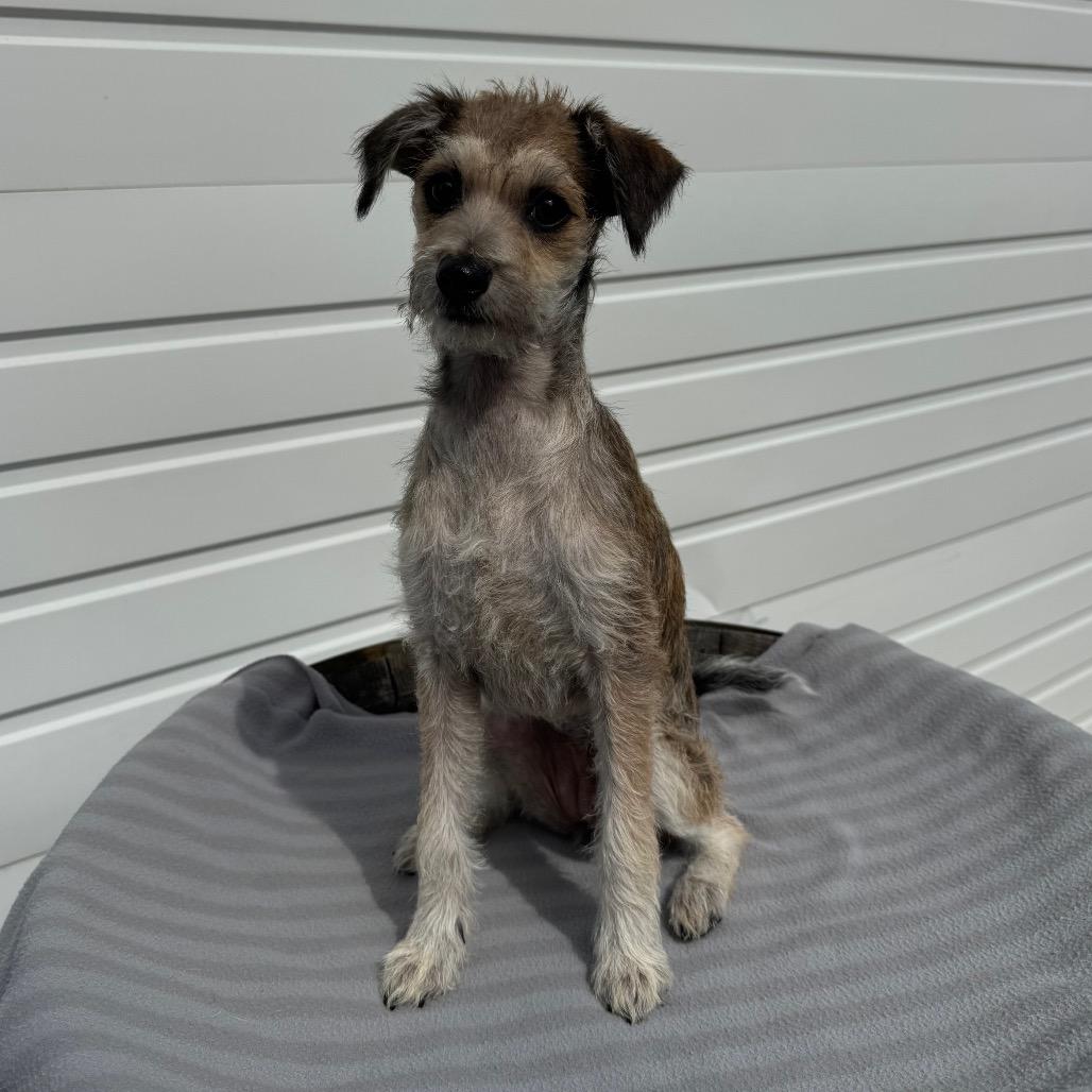 Winnie, Adoptable, Puppy Female Terrier & Mixed Breed.