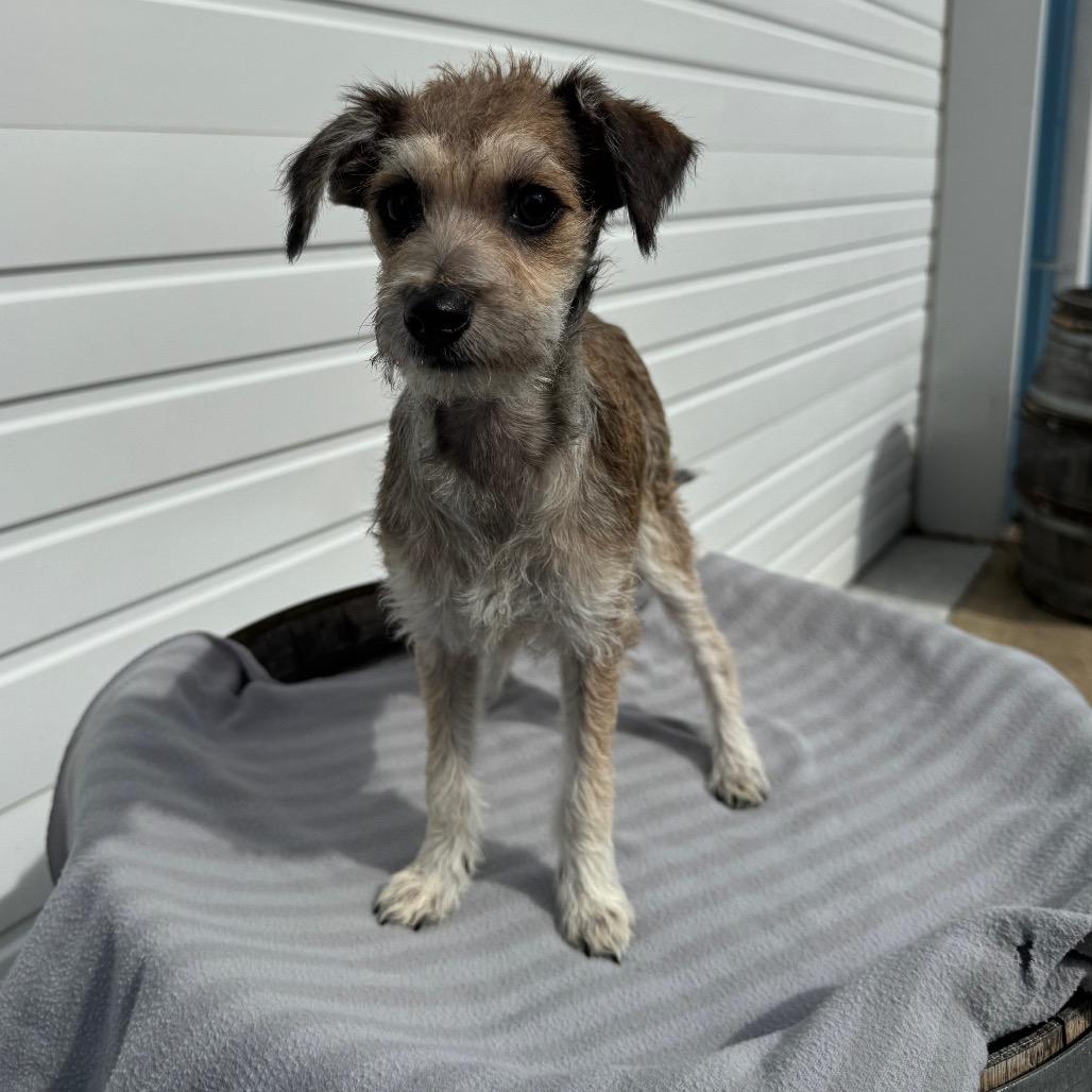 Enlarge Winnie, a Adoptable mixed breed in Newberg, OR image 2/6