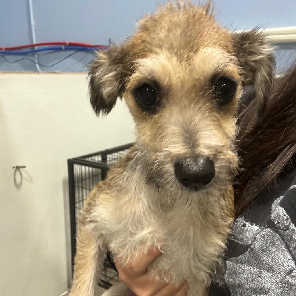 Enlarge Winnie, a Adoptable mixed breed in Newberg, OR image 3/6