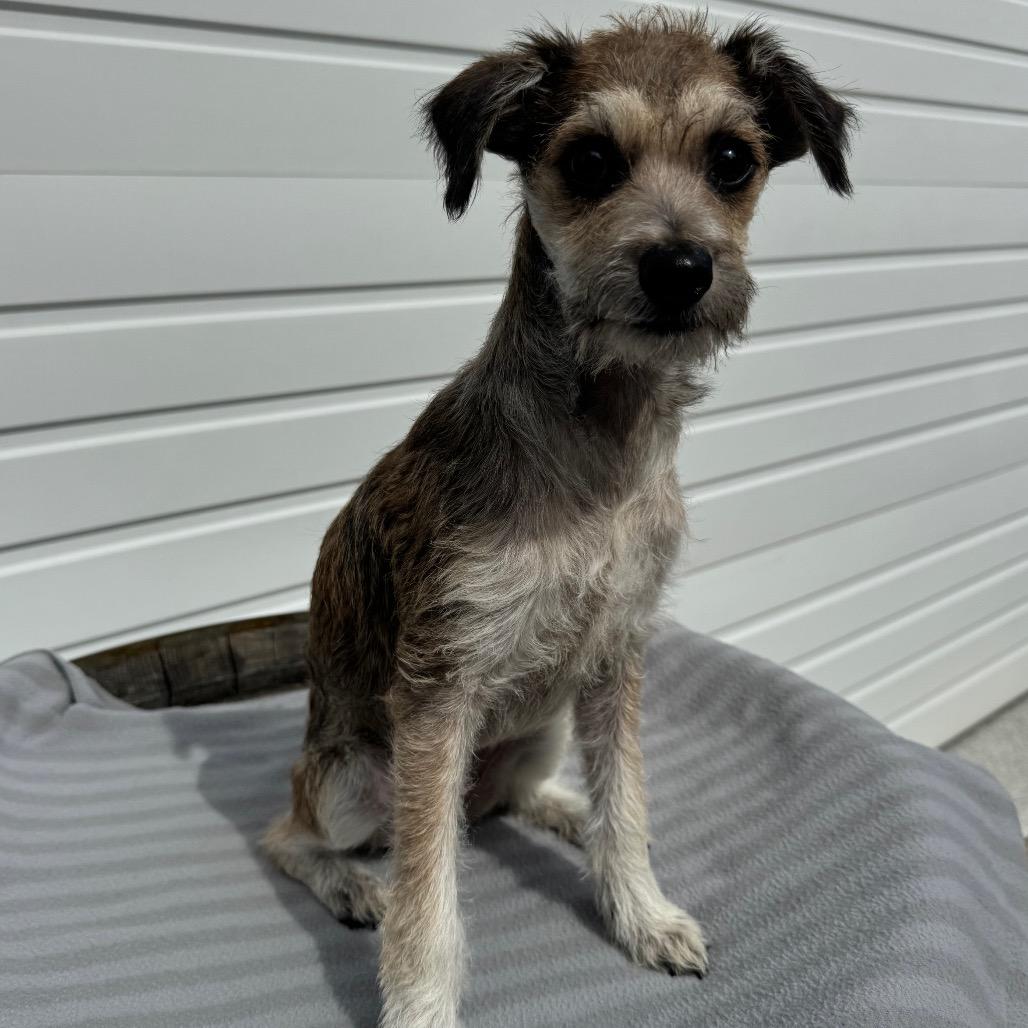 Enlarge Winnie, a Adoptable mixed breed in Newberg, OR image 4/6