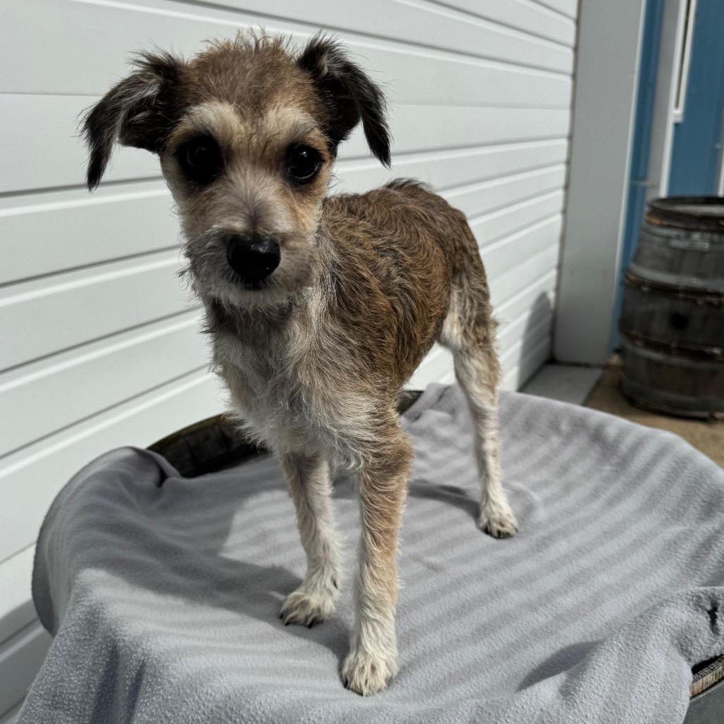 Enlarge Winnie, a Adoptable mixed breed in Newberg, OR image 5/6