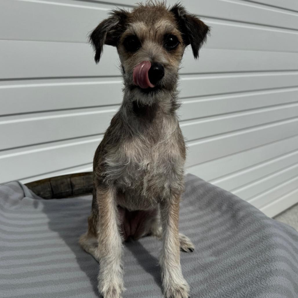 Enlarge Winnie, a Adoptable mixed breed in Newberg, OR image 6/6