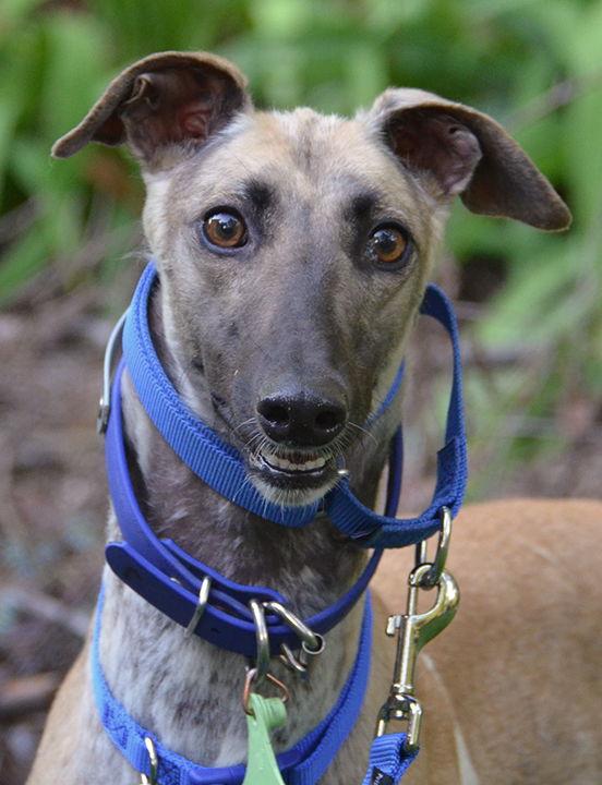 Enlarge Roo, a Adopted Greyhound in Minneapolis, MN image 1/3