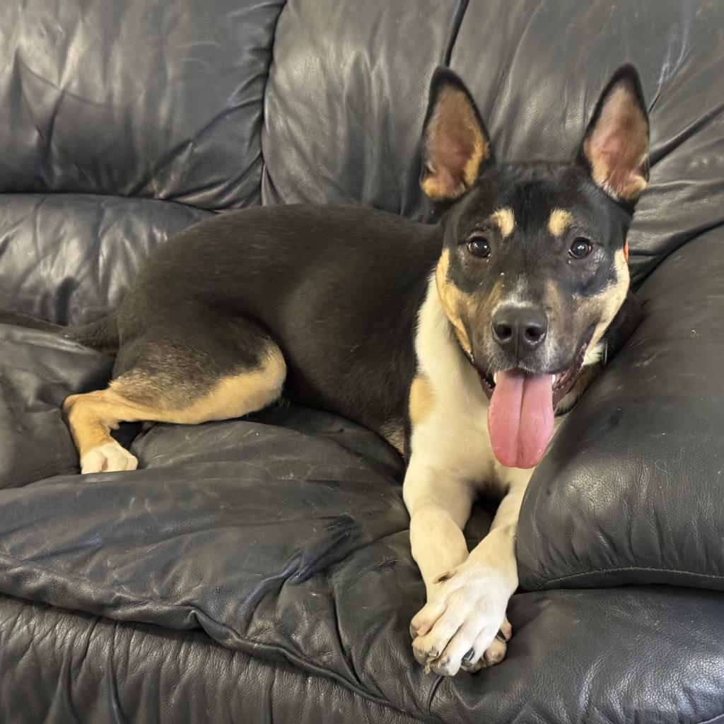 Enlarge Doc Holliday, a Adoptable Mixed Breed in Hartsville , TN image 2/2