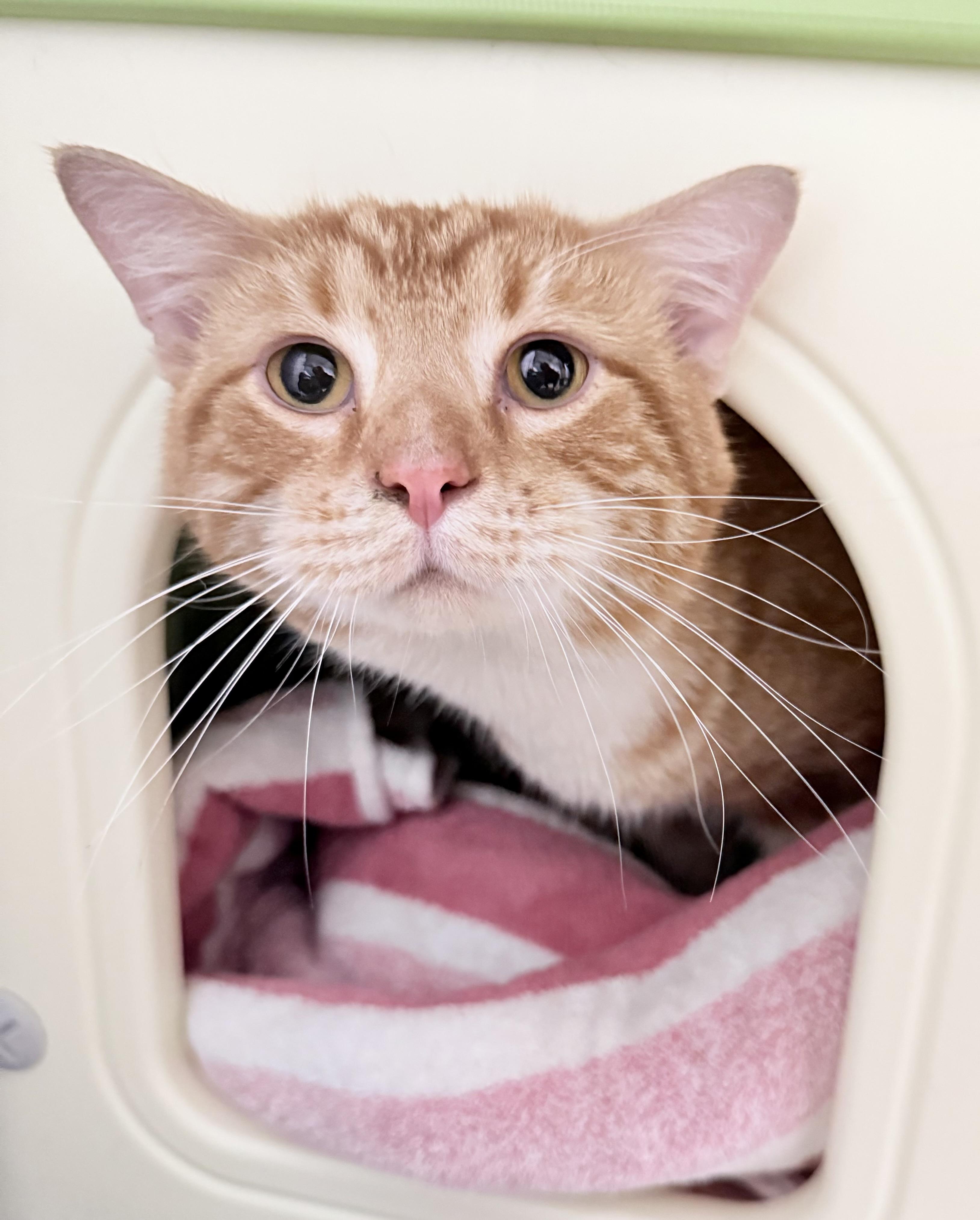 Bumble, Adult Male Domestic Short Hair