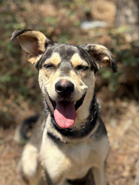 Decca, a Adoptable mixed breed in Irvine, CA image 2/3