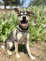 Decca, Adoptable, Young Female German Shepherd Dog & Black Labrador Retriever.