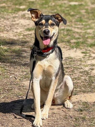 Enlarge Decca, a Adoptable mixed breed in Irvine, CA image 2/3
