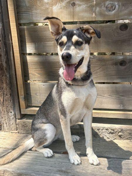 Decca, a Adoptable mixed breed in Irvine, CA image 3/3