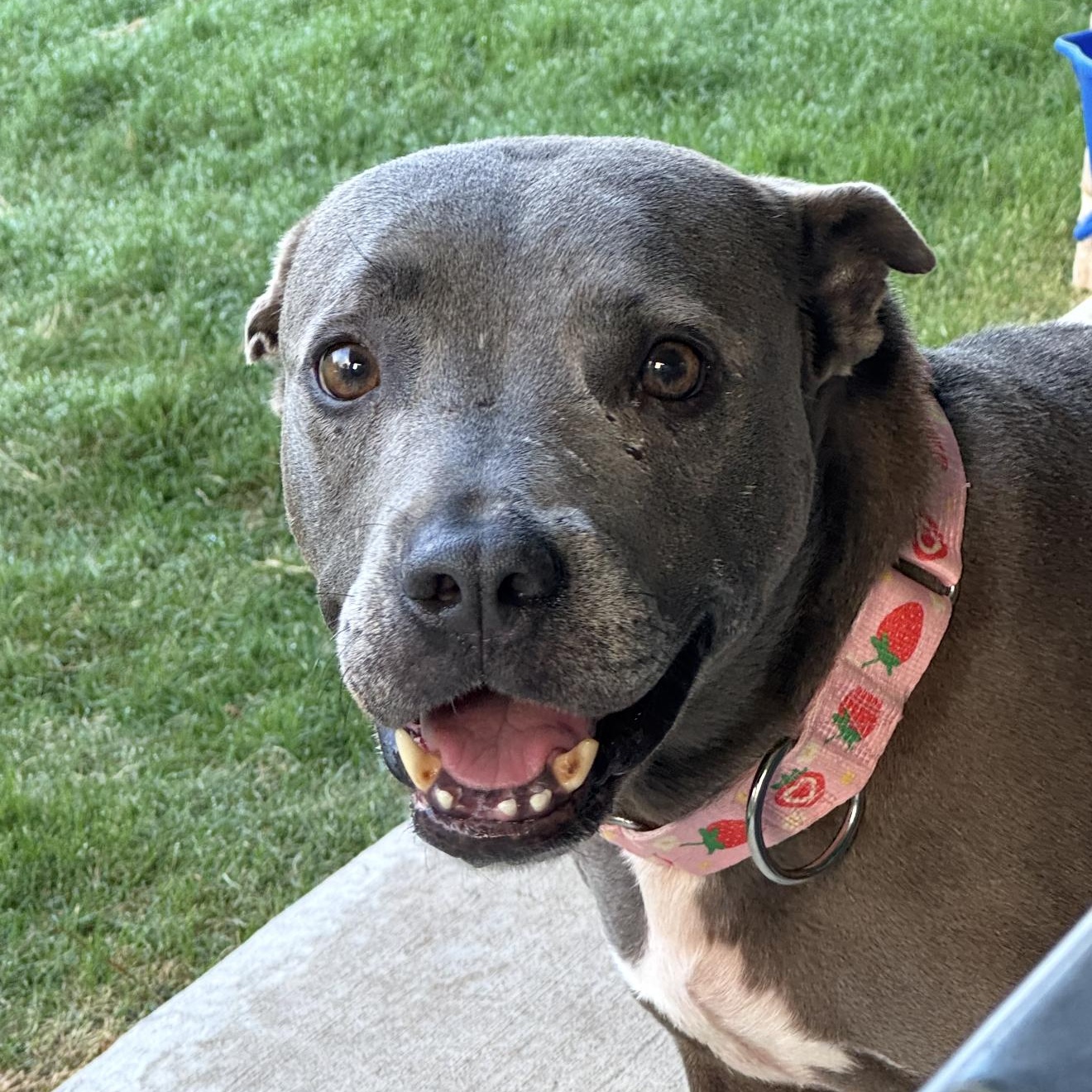 Enlarge July, a Adoptable Pit Bull Terrier in Cherry Hill Township , NJ image 3/6