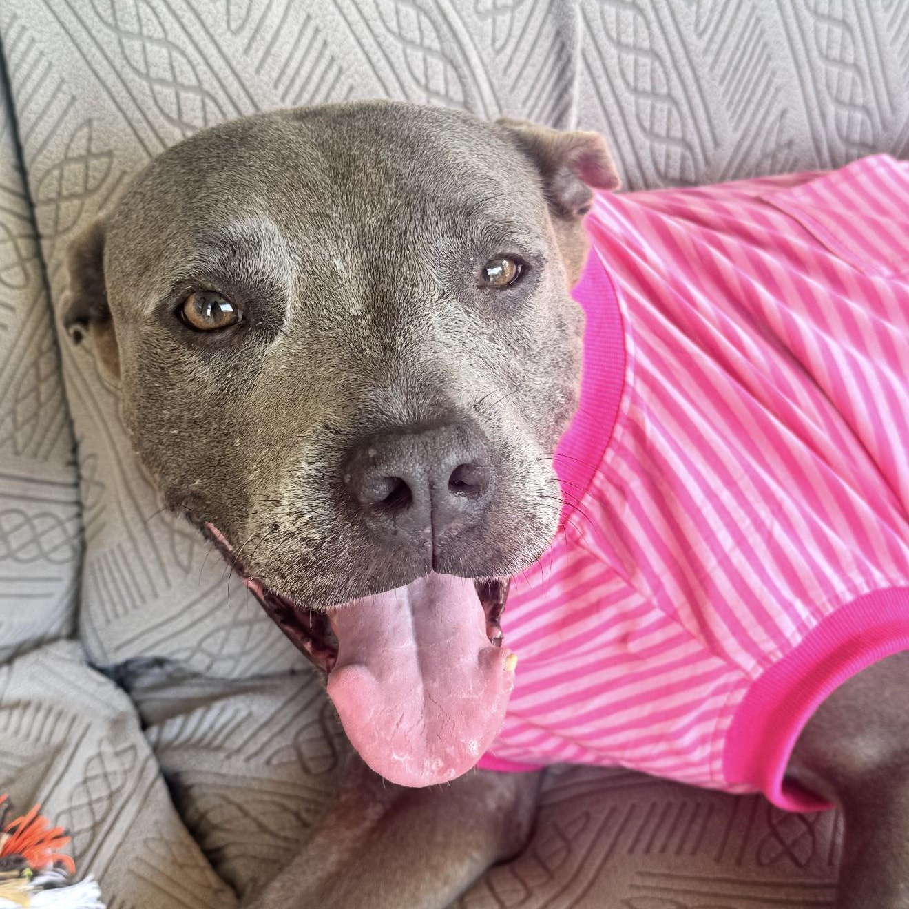 Enlarge July, a Adoptable Pit Bull Terrier in Cherry Hill Township , NJ image 1/6