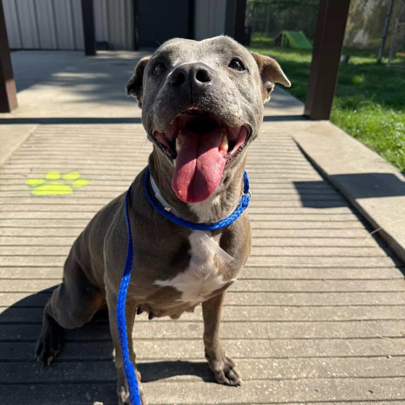 Enlarge July, a Adoptable Pit Bull Terrier in Cherry Hill Township , NJ image 2/6
