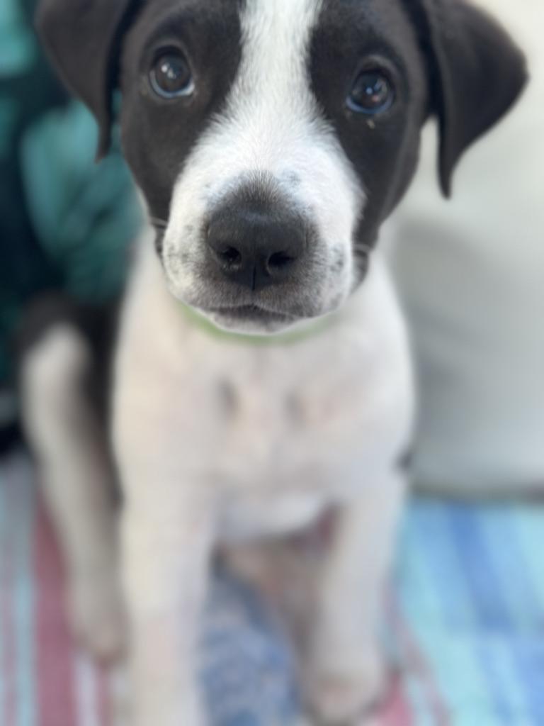 MONDAY, a ADOPTABLE mixed breed in Arroyo Grande, CA image 2/6