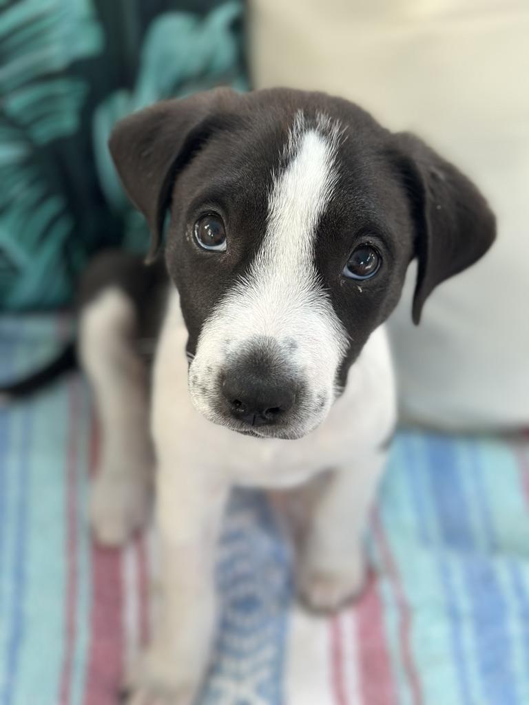 MONDAY, a ADOPTABLE mixed breed in Arroyo Grande, CA image 1/6