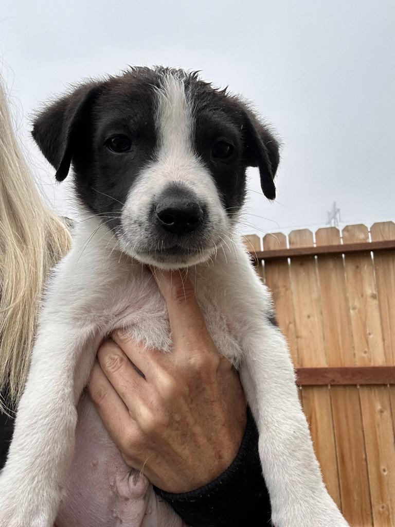 MONDAY, a ADOPTABLE mixed breed in Arroyo Grande, CA image 4/6