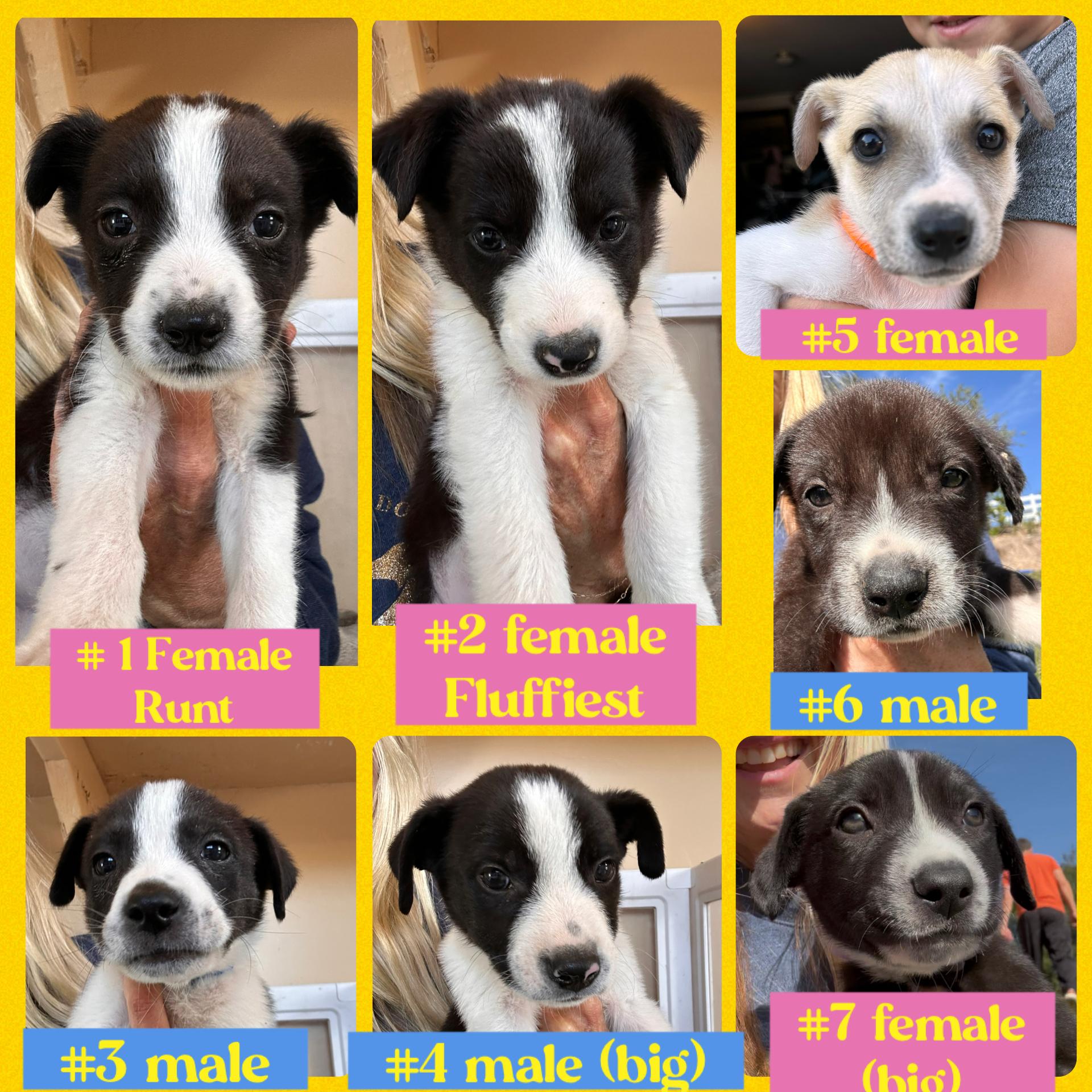 MONDAY, a ADOPTABLE mixed breed in Arroyo Grande, CA image 6/6