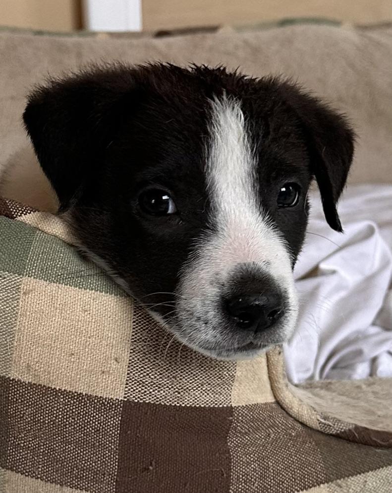 MONDAY, a ADOPTABLE mixed breed in Arroyo Grande, CA image 3/6
