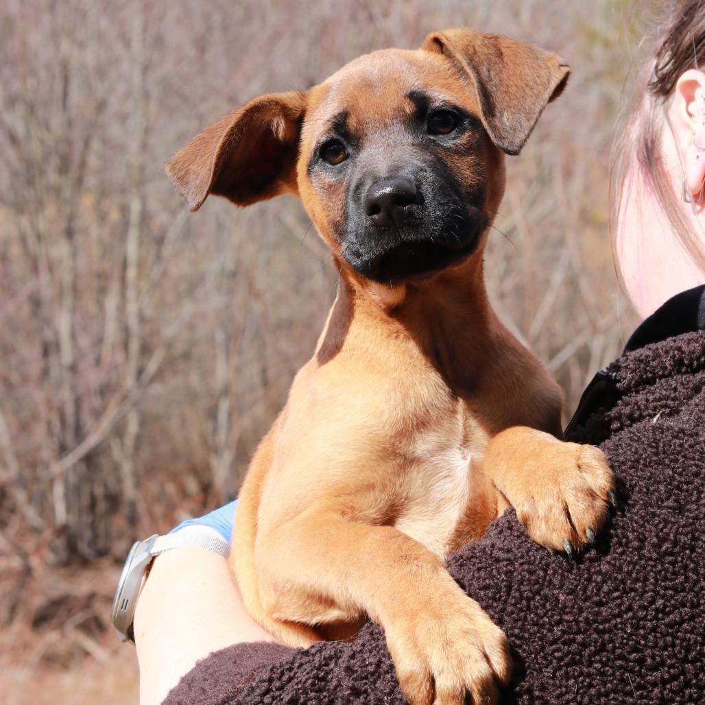 CT Octavia avail Apr 11, a Adoptable mixed breed in Eastford, CT image 3/5