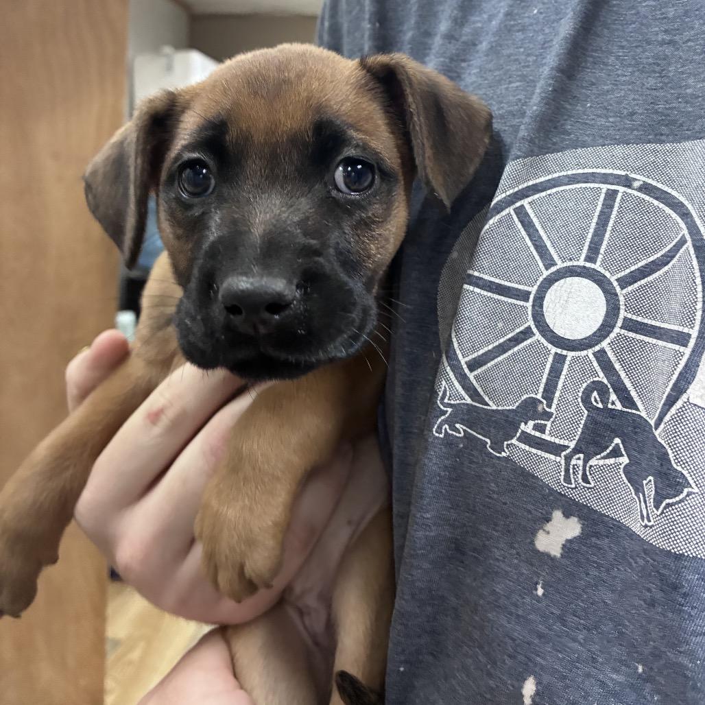 CT Octavia avail Apr 11, a Adoptable mixed breed in Eastford, CT image 4/5