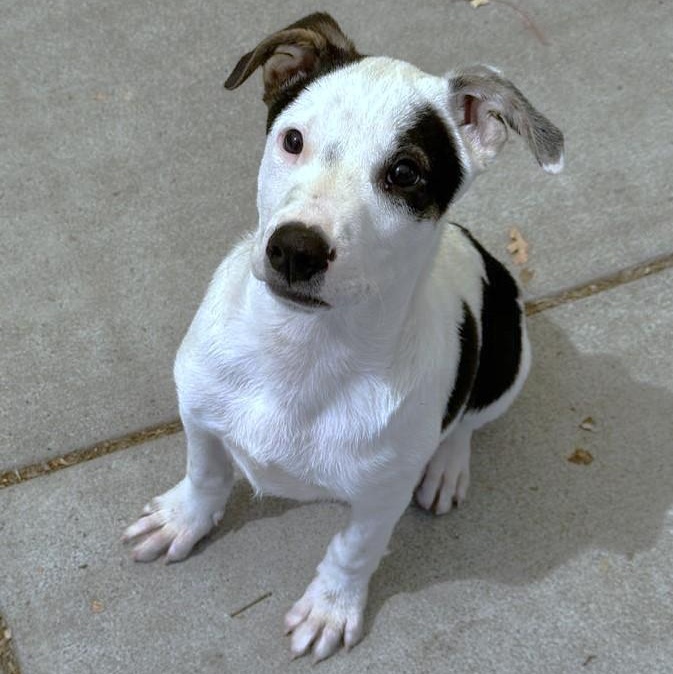 Fidget, Adoptable, Young Male Terrier.