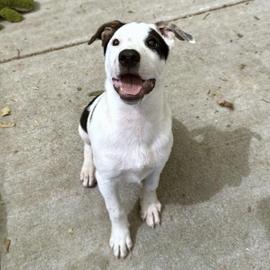 Enlarge Fidget, a Adoptable mixed breed in Ukiah, CA image 2/6