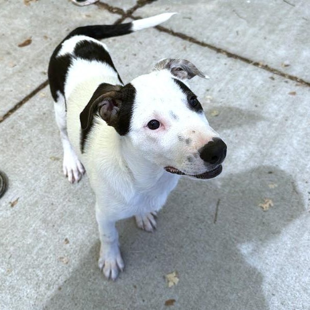 Enlarge Fidget, a Adoptable mixed breed in Ukiah, CA image 4/6