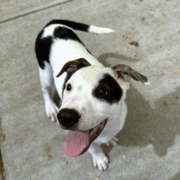 Fidget, Adoptable, Young Male Terrier.