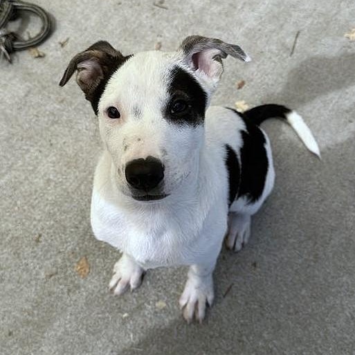 Enlarge Fidget, a Adoptable mixed breed in Ukiah, CA image 6/6