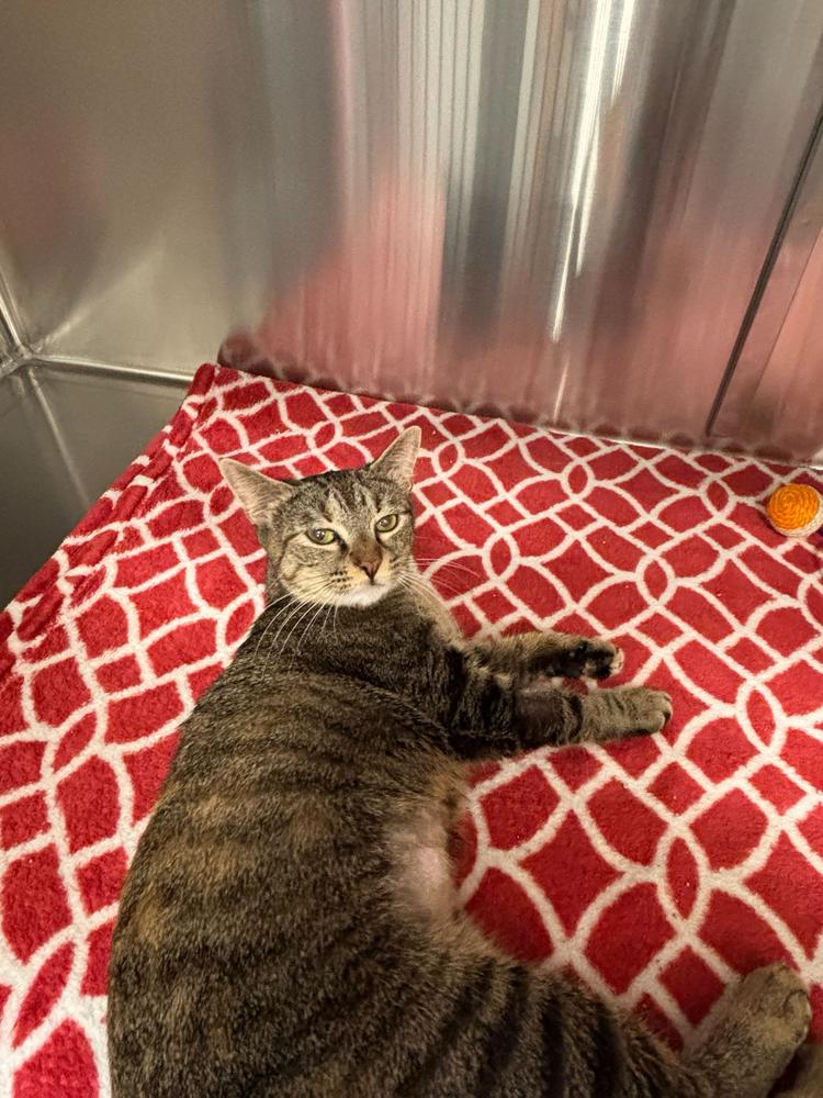 Maive, Adoptable, Kitten Female Domestic Short Hair.