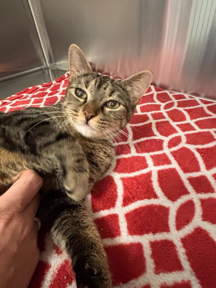 Enlarge Maive, a Adoptable Domestic Short Hair in Marietta, GA image 2/6