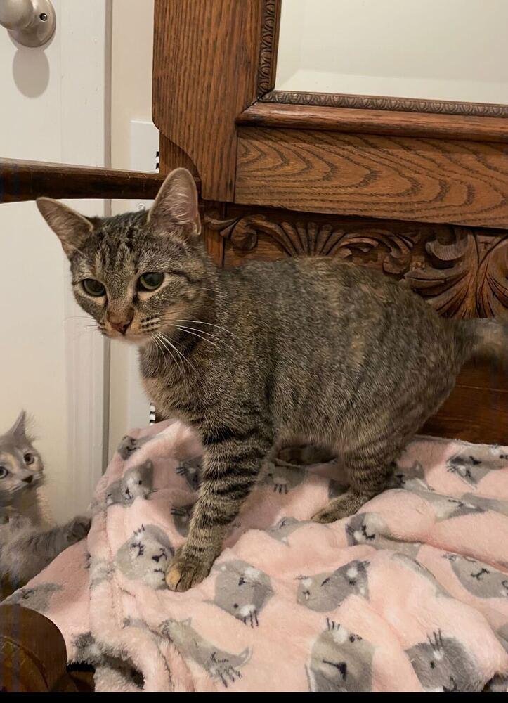 Enlarge Maive, a Adoptable Domestic Short Hair in Marietta, GA image 3/6