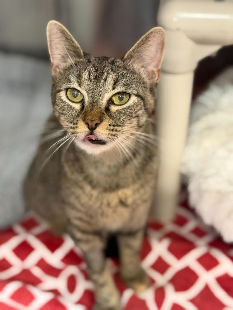 Enlarge Maive, a Adoptable Domestic Short Hair in Marietta, GA image 4/6