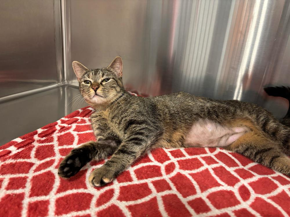 Enlarge Maive, a Adoptable Domestic Short Hair in Marietta, GA image 5/6