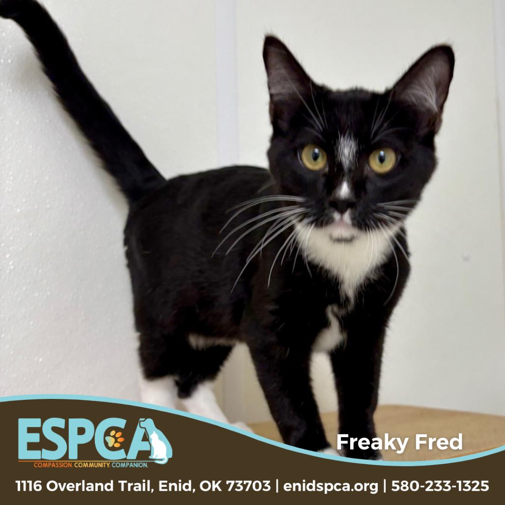 Enlarge Freaky Fred, a Adoptable Domestic Short Hair in Enid, OK image 1/2