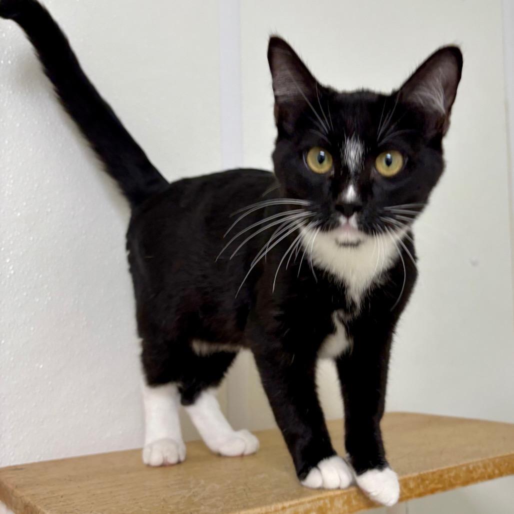 Enlarge Freaky Fred, a Adoptable Domestic Short Hair in Enid, OK image 2/2