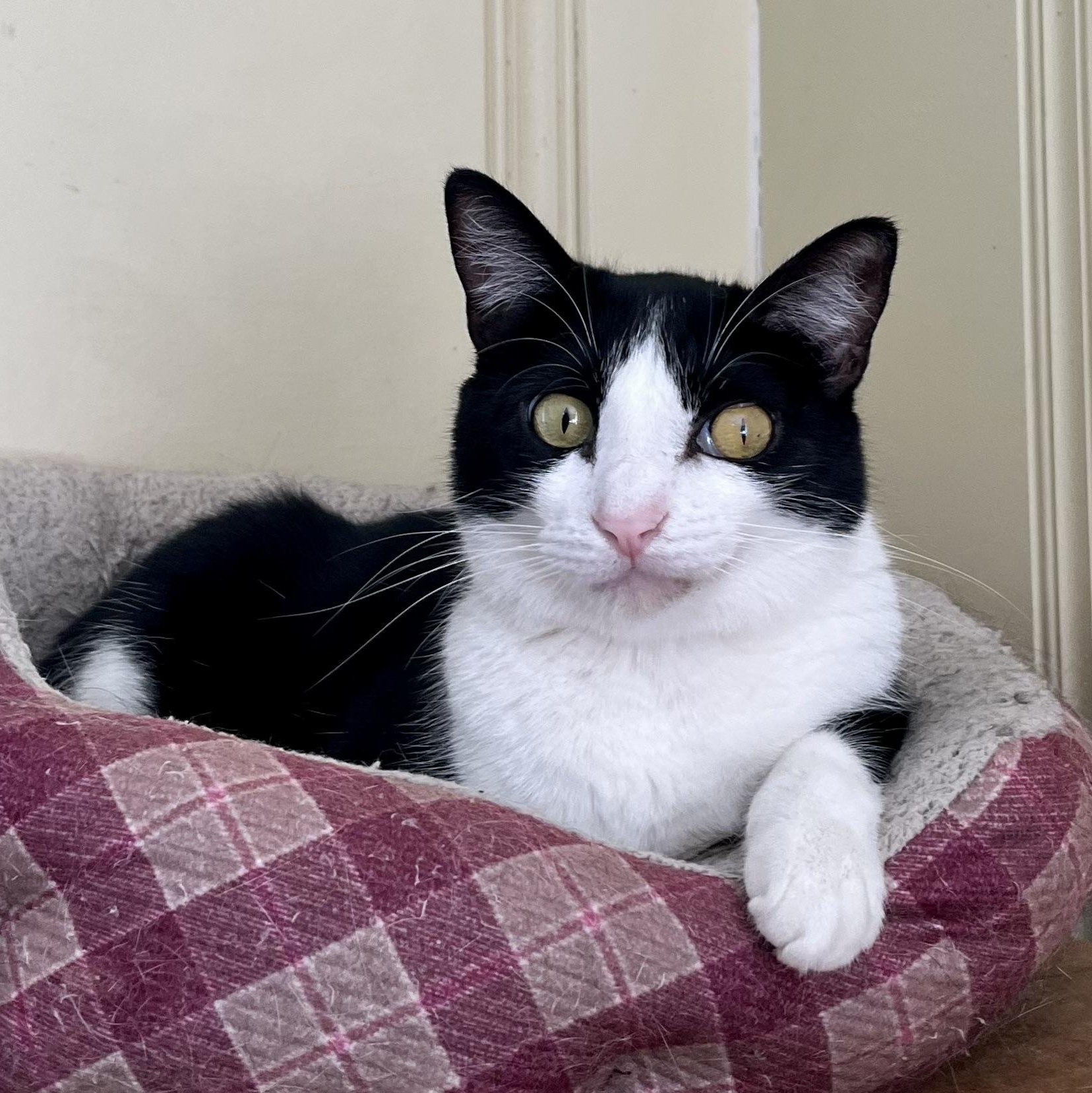 Lou, ADOPTABLE, Adult Male Tuxedo.