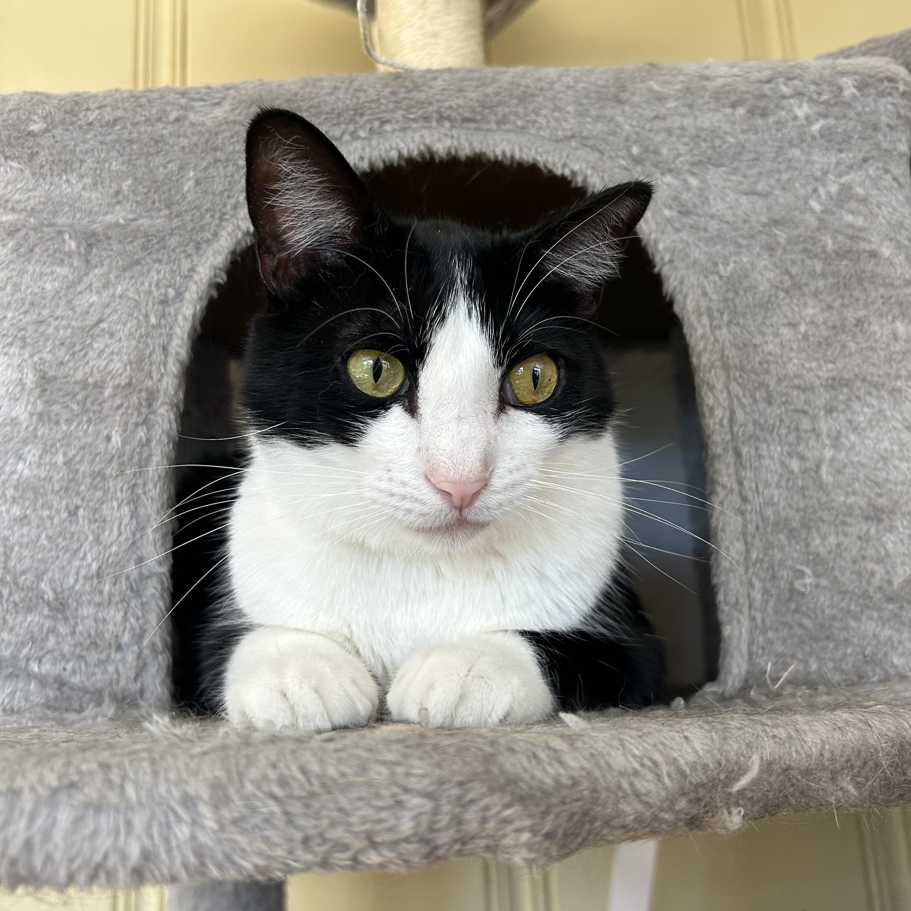 Enlarge Lou, a ADOPTABLE Tuxedo in Hammond, LA image 2/4