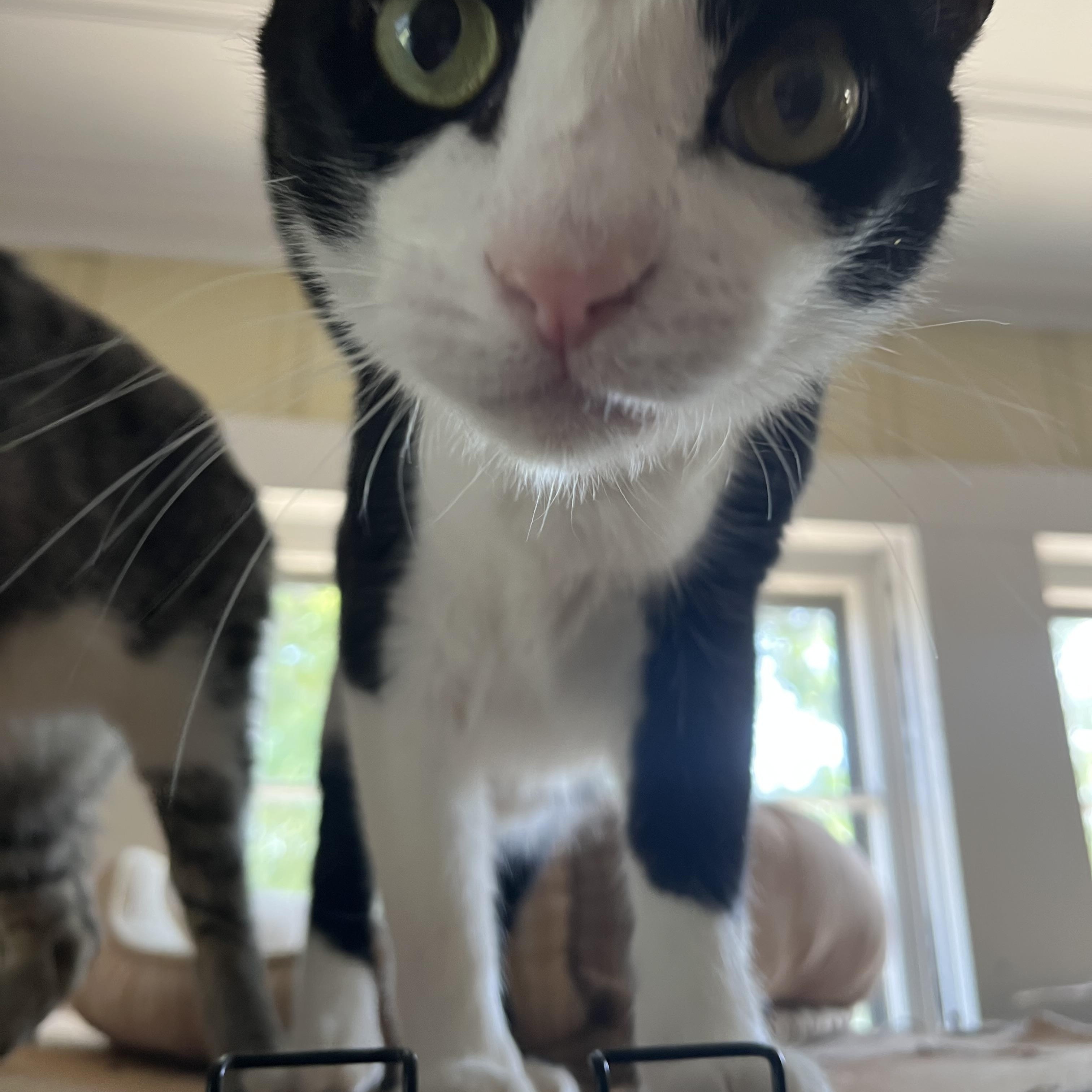 Enlarge Lou, a ADOPTABLE Tuxedo in Hammond, LA image 4/4