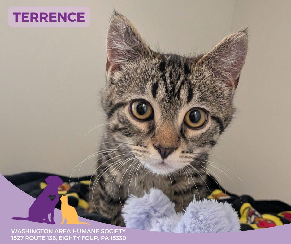 Enlarge Terrence, an adopted mixed breed in Eighty Four, PA image 1/1