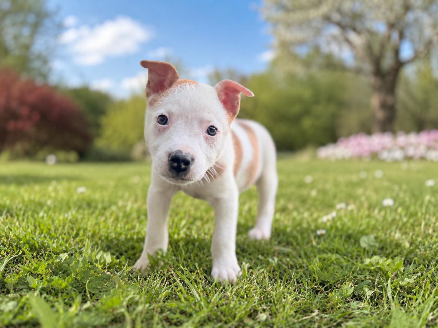 Enlarge Addie, a Adoptable mixed breed in Chickamauga, GA image 1/6