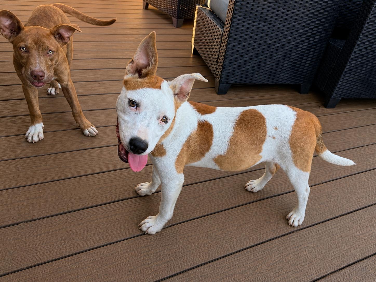 Enlarge Addie, a Adoptable mixed breed in Chickamauga, GA image 3/6