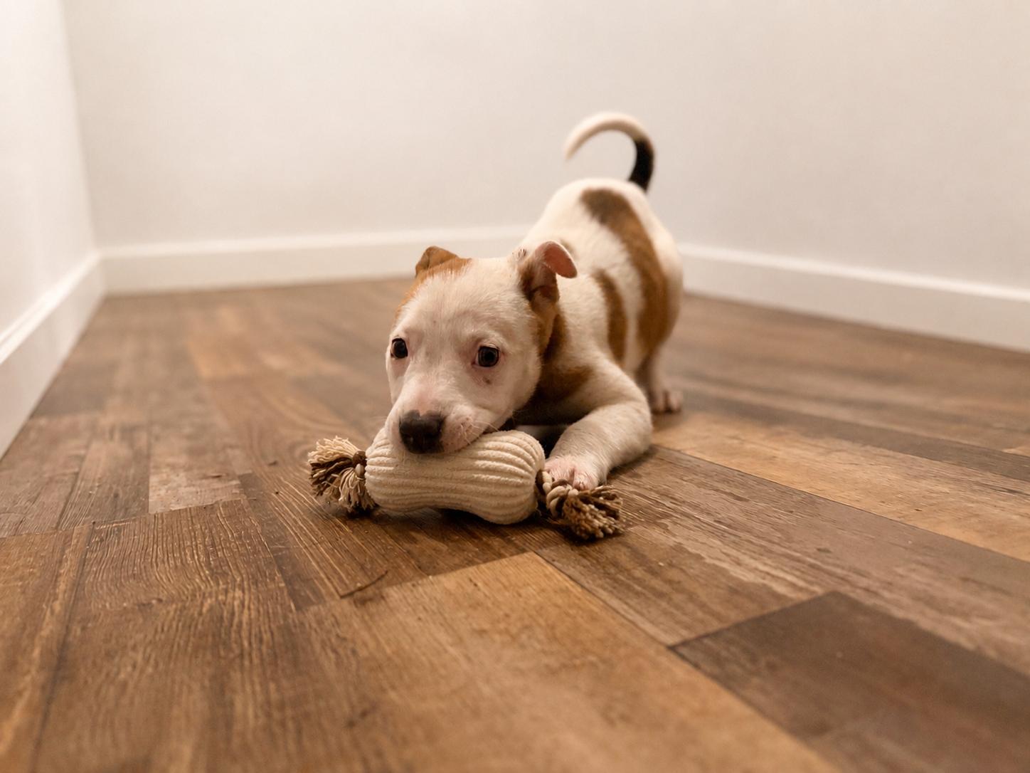 Addie, a Adoptable mixed breed in Chickamauga, GA image 3/6