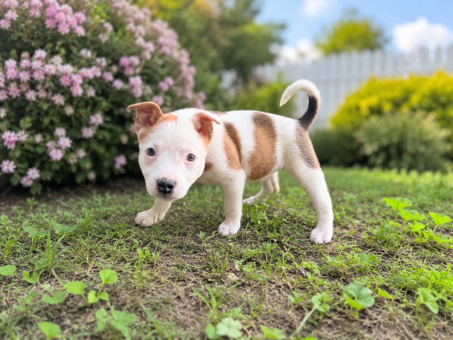 Enlarge Addie, a Adoptable mixed breed in Chickamauga, GA image 5/6