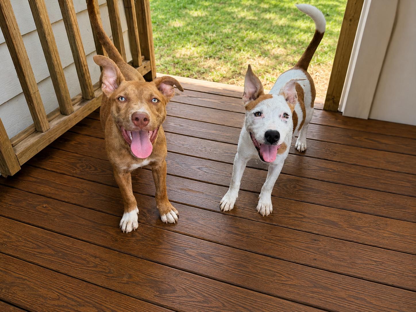 Enlarge Addie, a Adoptable mixed breed in Chickamauga, GA image 4/6
